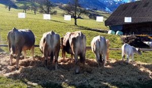 ZF Pauer PIA von Ah Markus Sachseln B73